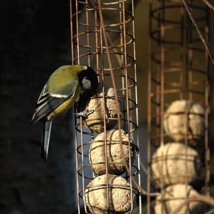 Knödel mit Insekten+Früchten OHNE Netz